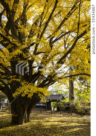 Ginkgo in Inada kitchen 55434867