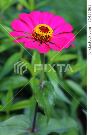 Zinnia elegans flower close up view  55435065