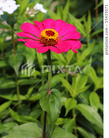 Zinnia elegans flower close up view Zinnia elegans flower close up view 55435071