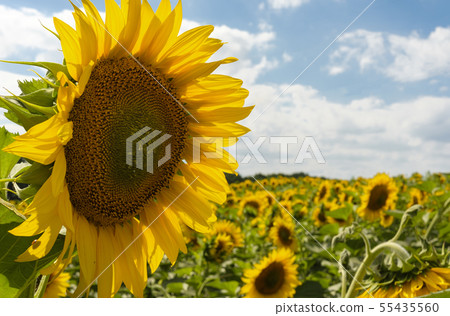 sunflower in the field sunflower in the field 55435560