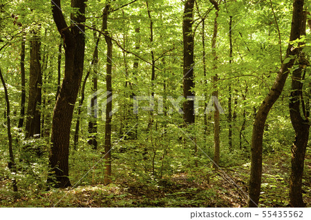 Beautiful linden forest with nice warm sunlight 55435562