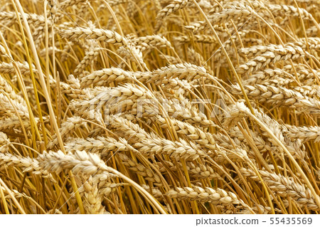 Golden wheat growing in field during summer 55435569