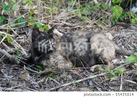 Cat · stray cat · rust pattern · rust · evening · relaxing Cat · stray cat · rust pattern · rust · evening · relaxing 55435814