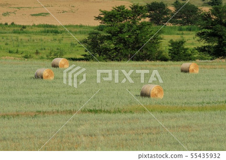 Round bales in a field with trees in Kansas USA Round bales in a field with trees in Kansas USA 55435932