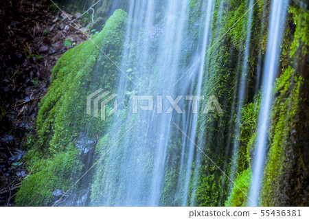 清除流動和苔蘚 55436381