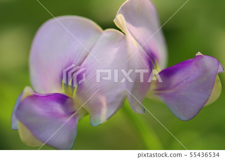 Bean flowers 55436534