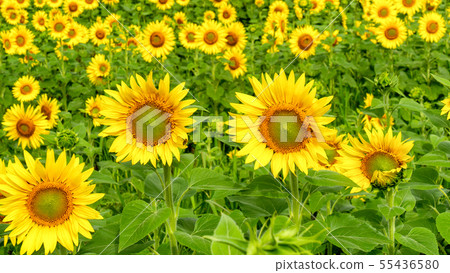 Sunflowers field, summer landscape 55436580
