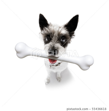 dog with big bone dog with big bone 55436618