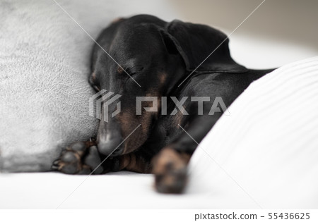dog sick , ill or sleeping 55436625