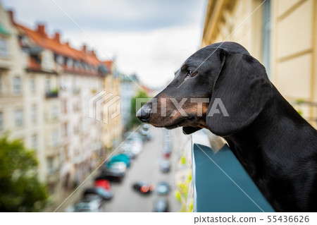 nosy watching dog from balcony 55436626