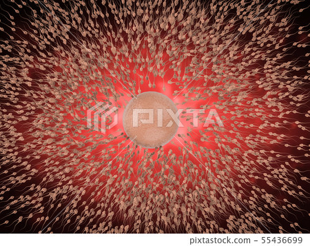 sperm with ovum 55436699