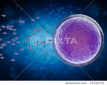sperm with ovum sperm with ovum 55436701