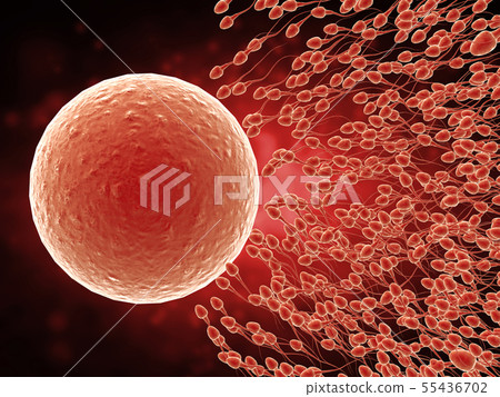 sperm with ovum 55436702