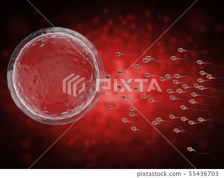 sperm with ovum sperm with ovum 55436703