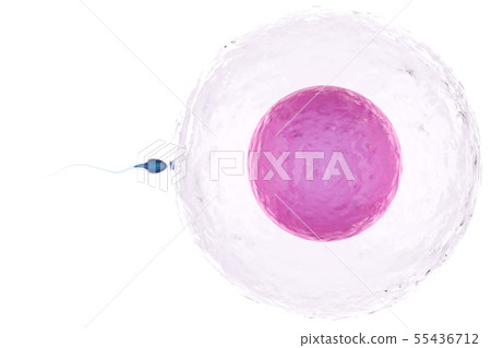 sperm with ovum sperm with ovum 55436712