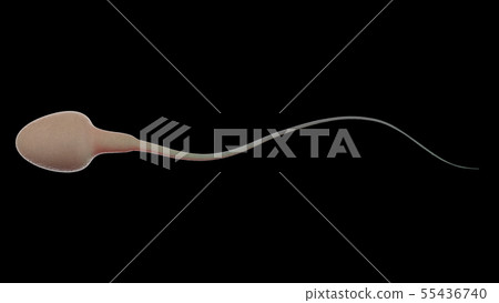 sperm isolated on black sperm isolated on black 55436740
