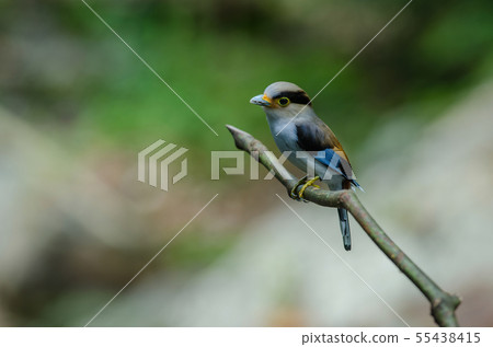 colorful bird Silver-breasted broadbil 55438415