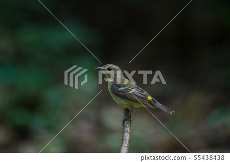 Male Yellow-rumped flycatcher (Ficedula 55438438