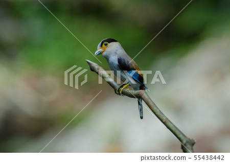 colorful bird Silver-breasted broadbil 55438442