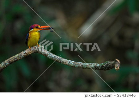 Black backed Kingfisher or Oriental Dwarf Black backed Kingfisher or Oriental Dwarf 55438446