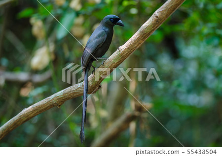 Racket-tailed Treepie.(Crypsirina temia) Racket-tailed Treepie.(Crypsirina temia) 55438504