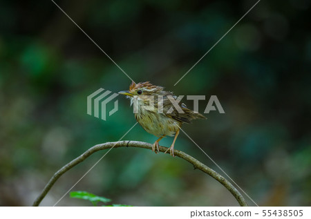 Puff-throated Babbler in tropical forest Puff-throated Babbler in tropical forest 55438505