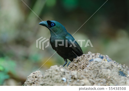 Racket-tailed Treepie.(Crypsirina temia) Racket-tailed Treepie.(Crypsirina temia) 55438508