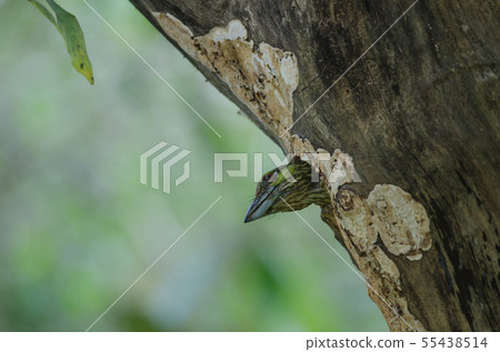 Green-eared Barbet(Megalaima faiostricta) 55438514