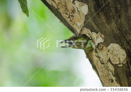 Green-eared Barbet(Megalaima faiostricta) Green-eared Barbet(Megalaima faiostricta) 55438656
