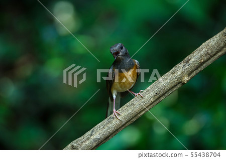 White-rumped Shama standing on a branch 55438704