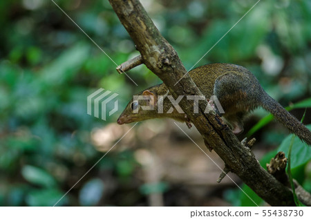 Common treeshrew or Southern treeshrew (Tupaia Common treeshrew or Southern treeshrew (Tupaia 55438730