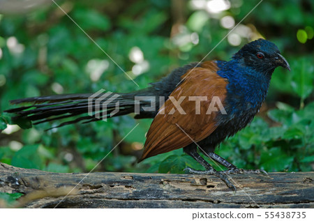 Greater coucal (Centropus sinensis) 55438735
