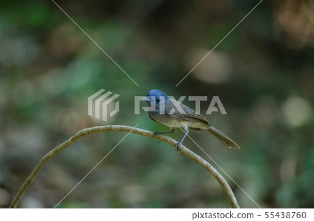 Black-naped Monarch in nature 55438760