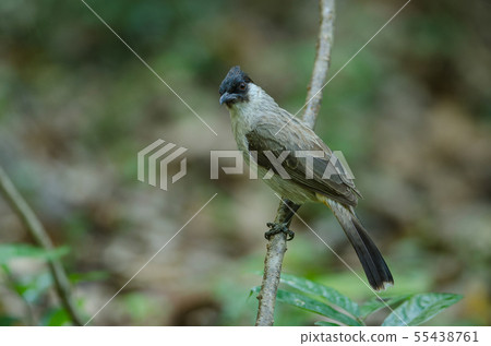 Beautiful bird Sooty headed Bulbul 55438761