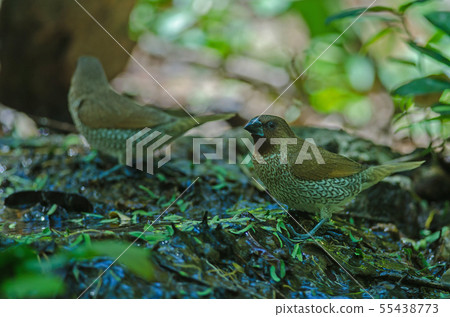 Scaly-breasted Munia (Lonchura punctulata) 55438773
