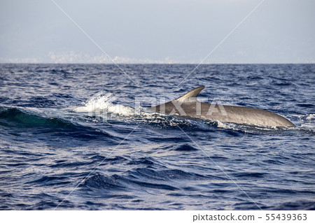 Fin Whale endangered specie rare to see 55439363