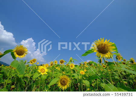 Sunflower field Tomioka City Nijo lake 55439731
