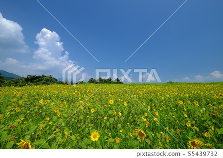 Sunflower field Tomioka City Nijo lake 55439732