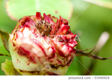 Red and white rose starting to open 55440929