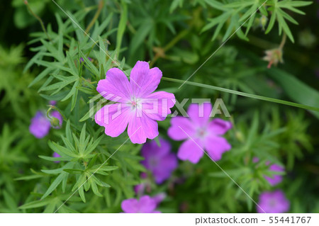 Bloody cranesbill 55441767