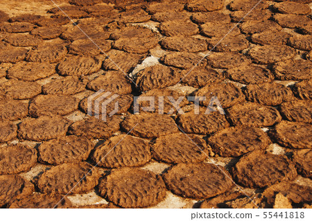 Cow dung also known as cow pats, drying 55441818