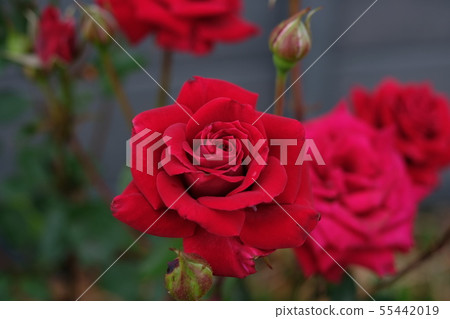 玫瑰 55442019