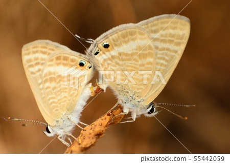 Lestranicus transpectus, Mating, Pune, Maharashtra 55442059