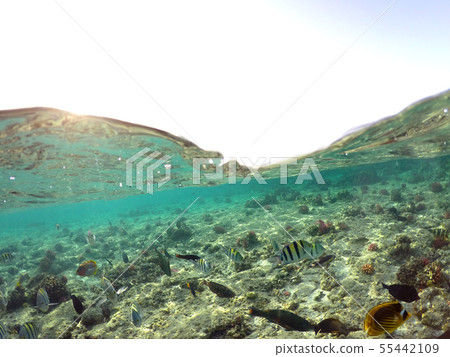 Wonderful and beautiful underwater world with corals and tropical fish. 55442109