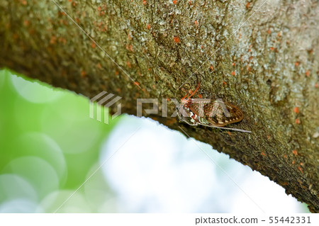 Brown cicada 55442331