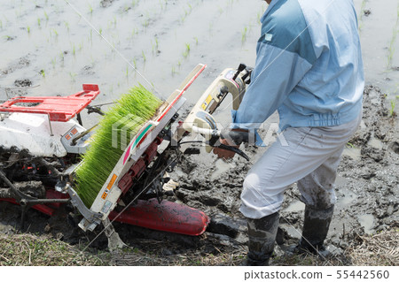 Rice planting 55442560