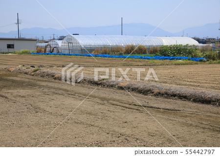 澆水前的稻田 55442797