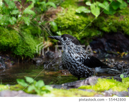 在森林的水邊的Hoshi玻璃 在森林的水邊的Hoshi玻璃 55442800