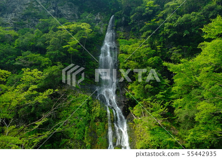 新鮮的綠色瀑布(奈良縣吉野郡戶津川村) 新鮮的綠色瀑布(奈良縣吉野郡戶津川村) 55442935