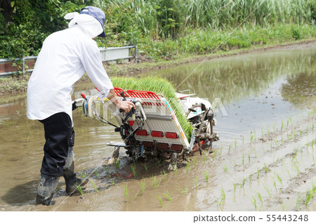 Rice planting 55443248